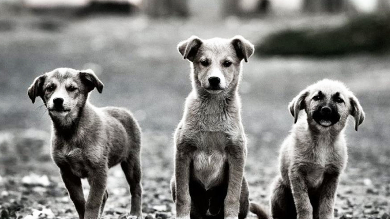 5 εκ. ευρώ στους δήμους για τα αδέσποτα
