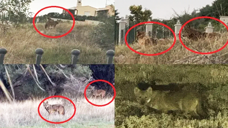 Ευρεία σύσκεψη για την παρουσία αγριογούρουνων και λύκων σε οικισμούς και δέσμη μέτρων