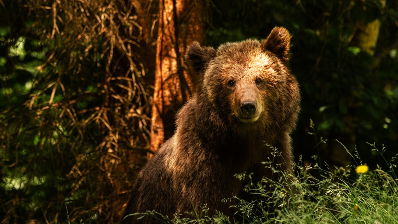 skotwsan-kai-apokefalisan-arkouda