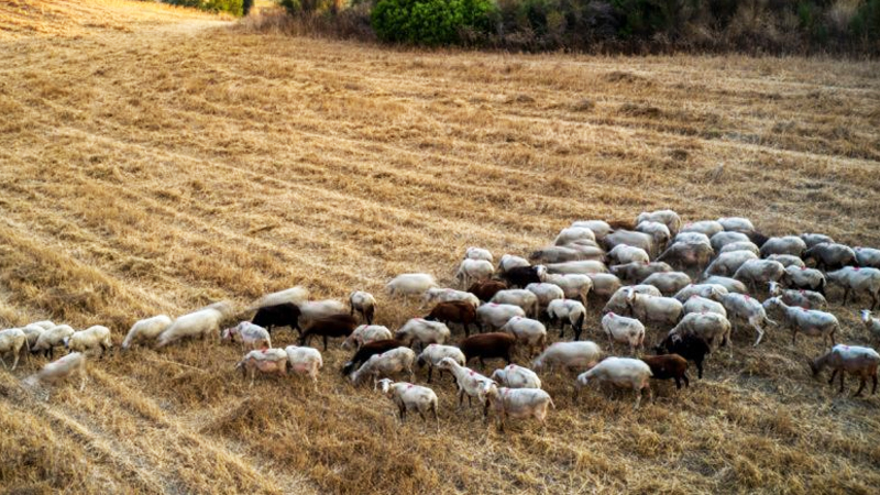 dyo-syllhpseis-gia-paranomh-metakinhsh-aigoprovatwn